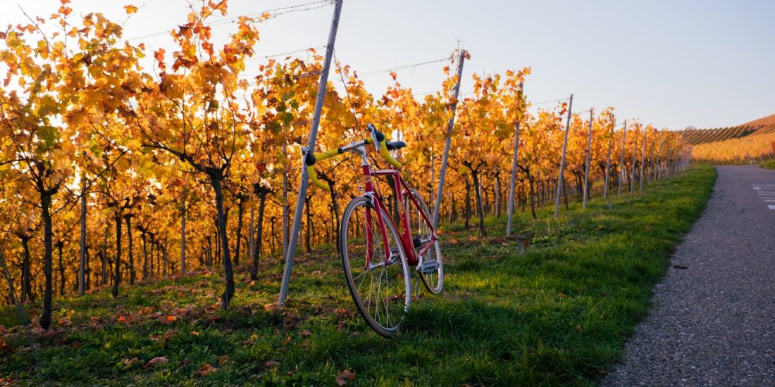 un vélo dans les vignes