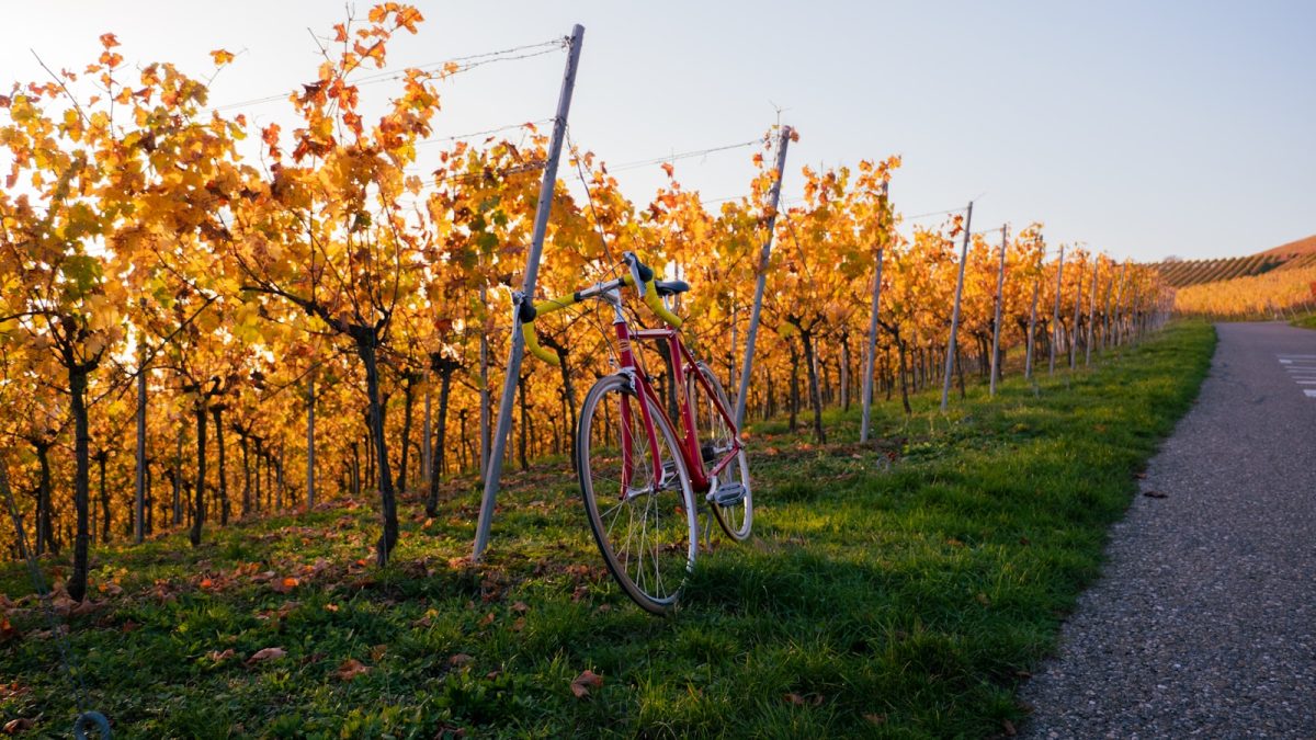 un vélo dans les vignes